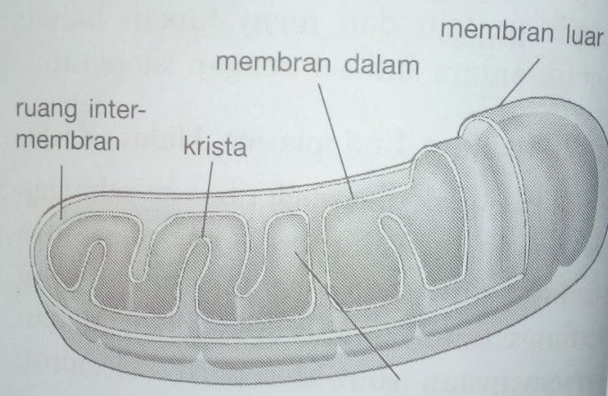 Pengertian Sel  Lengkap Dengan Komponen Struktur Dan 