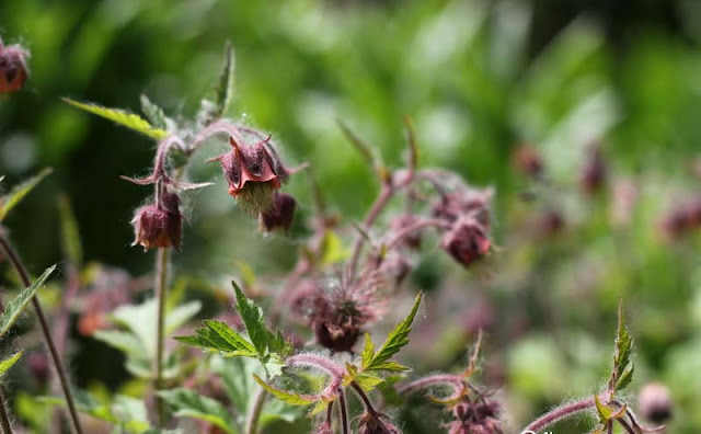 Geum Rivale Flowers Pictures