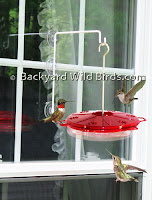 Window Hummingbird Feeder