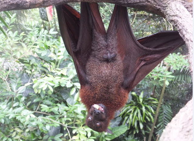 Singapore Zoo Fruit Bat