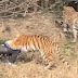 Pria Ini Diterkam Harimau Di Hadapan Istri Dan Anaknya, Yang Terjadi Kemudian Bikin Teriak Histeris