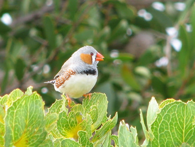 Photos Of Finches Birds