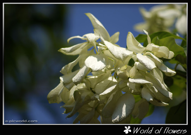 janda kaya flower picture