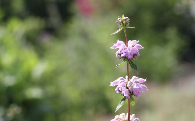 Jerusalem Sage Flowers