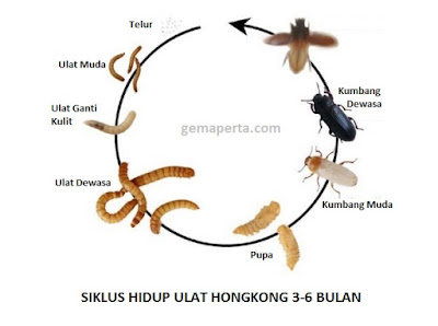 Siklus hidup ulat hongkong