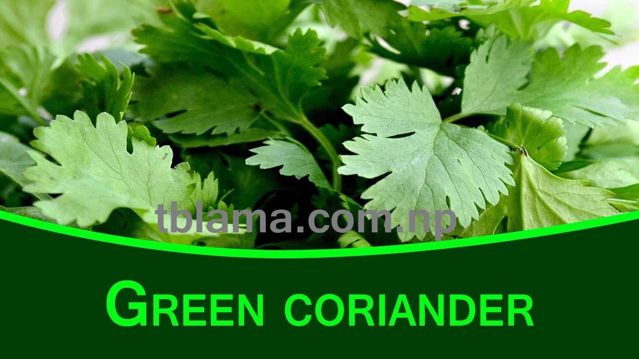 How much green coriander is beneficial and harmful to health? Let's know.