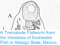 http://sciencythoughts.blogspot.co.uk/2015/03/a-trematode-flatworm-from-intestines-of.html