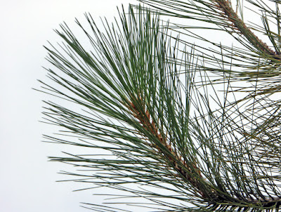 Pinus coulteri - Coulter Pine care and cultivation