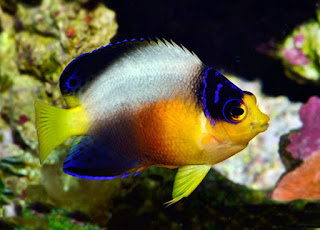 Multicolor Angelfish