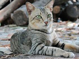 foto kucing kampung lucu 08