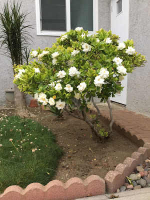 Gardenia plant care and culture