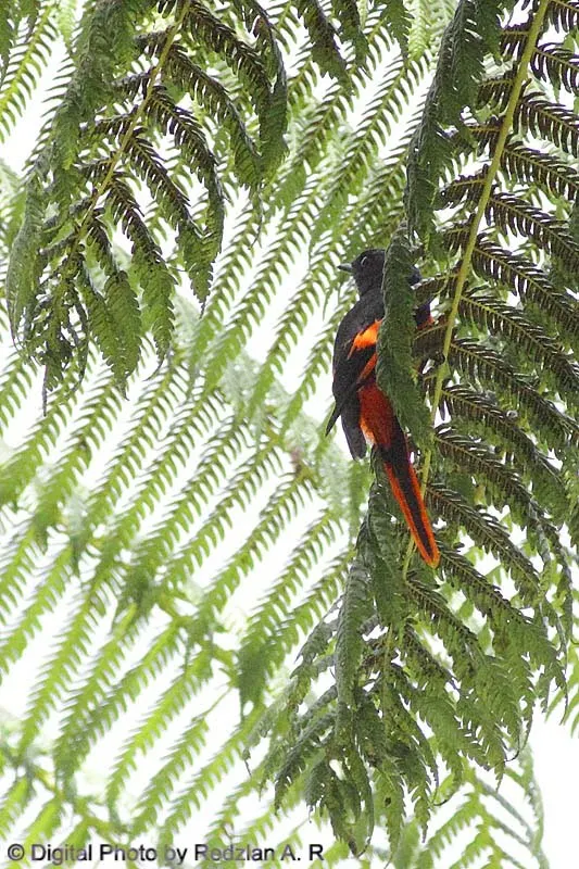 Grey-chinned Minivet (Pericrocotus solaris)