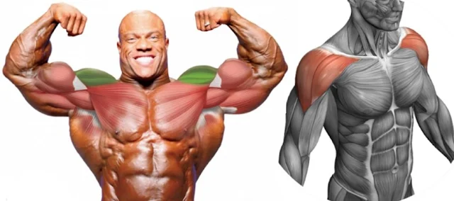How To Build Shoulders Like Boulders