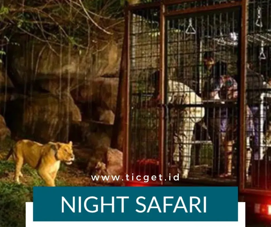 bali-safari-park-night-safari-package