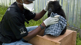 Saving the Virunga Gorillas