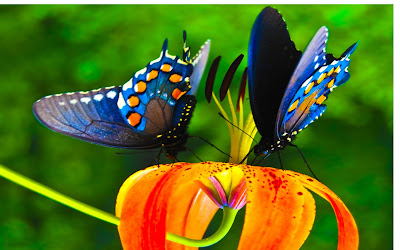 BUTTERFLY HD WALLPAPER 37