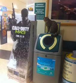 Brutus si Kucing Supermarket di atas recycle bin favoritnya