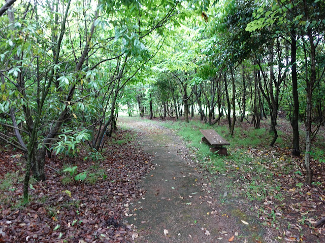 鳥取県西伯郡大山町妻木 鳥取県立むきばんだ史跡公園　木の実の森