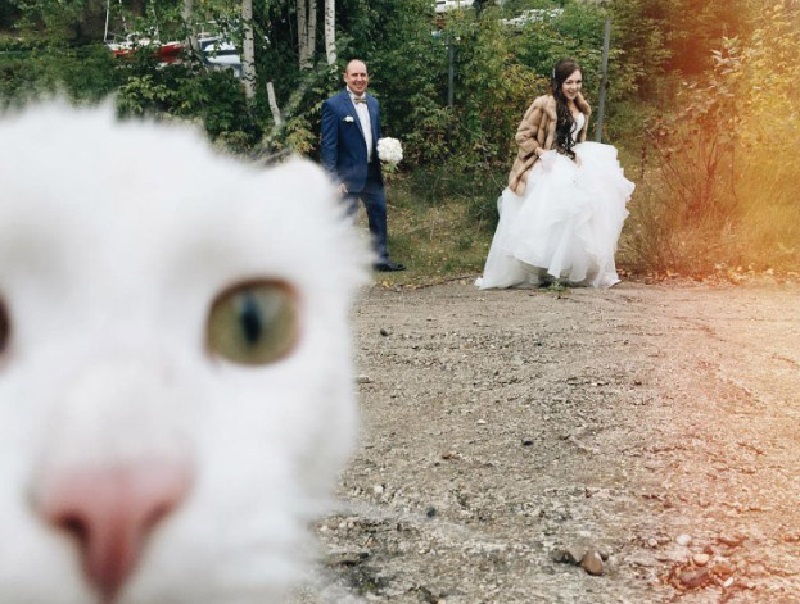 Cats Hilariously Photobombing Purrfect Funny Shots