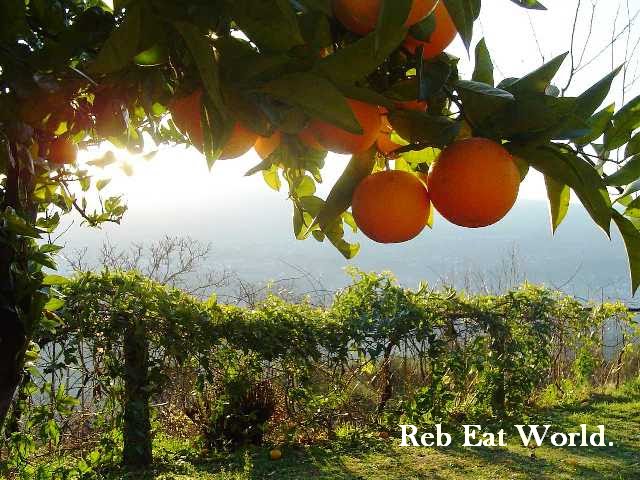 Reb Eat World