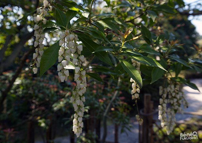 Shôfû-en, Fukuoka