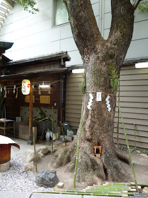 少彦名神社ご神木