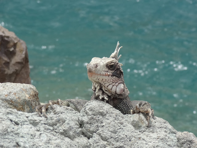 St. Thomas Port Iguanas