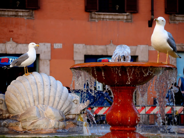 roma gabbiano fontana