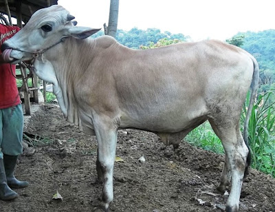 harga hewan sapi kurban qurban