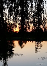 Weeping Willow