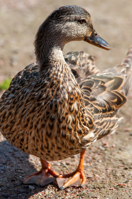 Mallard Duck, Sterne Park