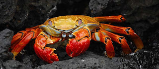 Vol-au-vent with crabs