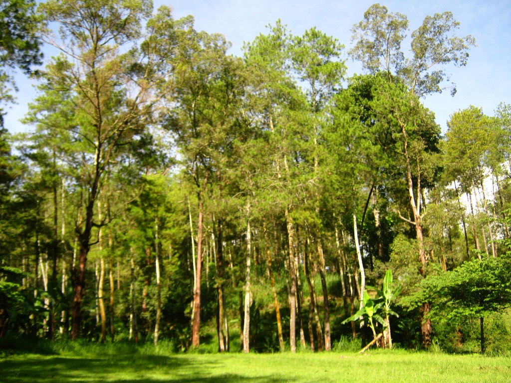 Klasifikasi Tanaman Pinus  Klasifikasi Tanaman