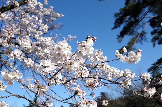 日照充足的地區櫻花開花早。