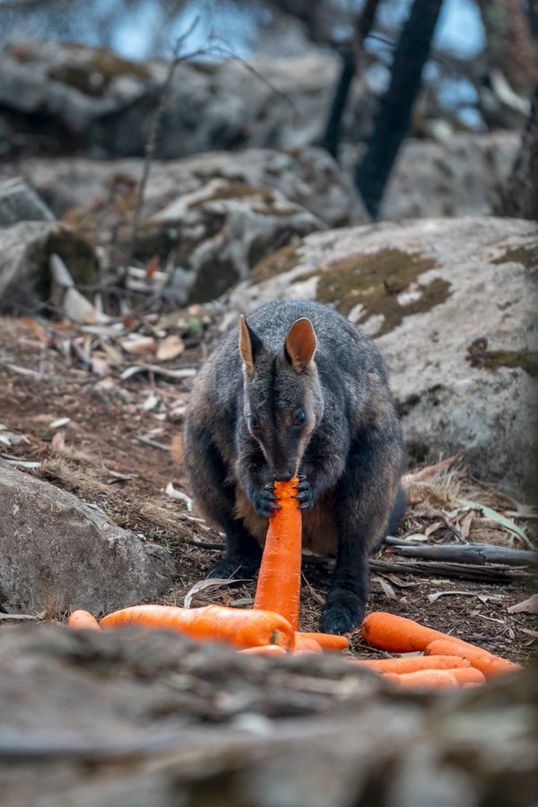 Aircrafts Are Used To Feed Thousands Of Animals That Are Starving To Death In Australia