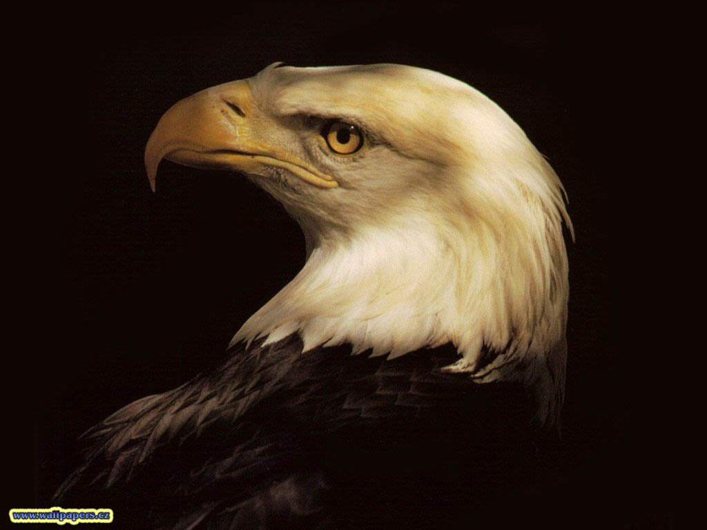 Eagle wallpaper | Funny pictures - Cool Photos - Hot wallpapers