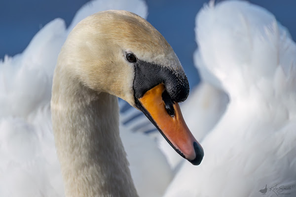 Mute swan