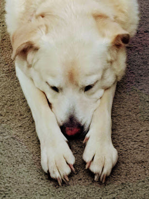 dog stretched out, chin on paws, eyes closed