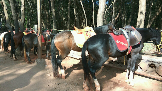 Horses at Dasturi