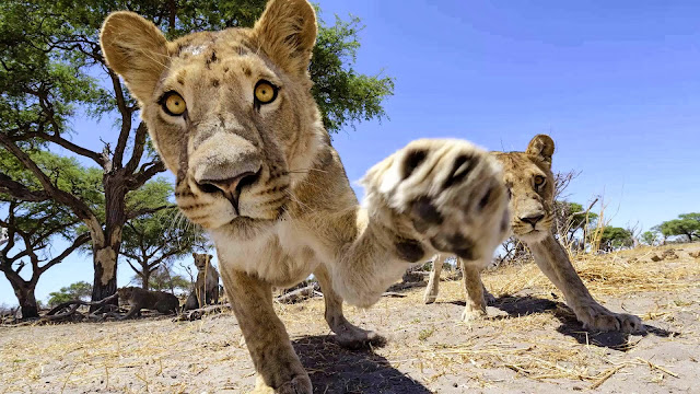 RC camera car meets a pride of lions (22 pics + video), up close and personal with a group of lions, Chris McLennan lion photos, amazing lion pictures