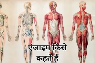 एंजाइम किसे कहते हैं