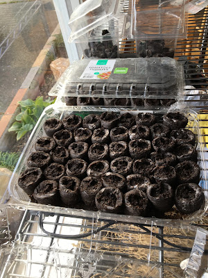 Seedlings started in recycled domed containers