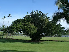 Under the Banyan Tree