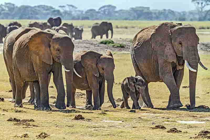 अफ़्रीकी बुश हाथी
