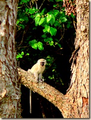 Monkey cropped portrait