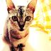 My Lovely Cat