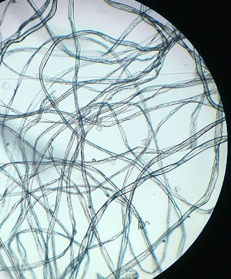 Cotton fibers.Magnification -100 Times