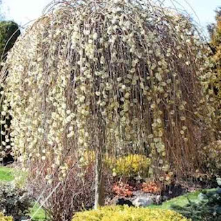 Kilmarnock willow