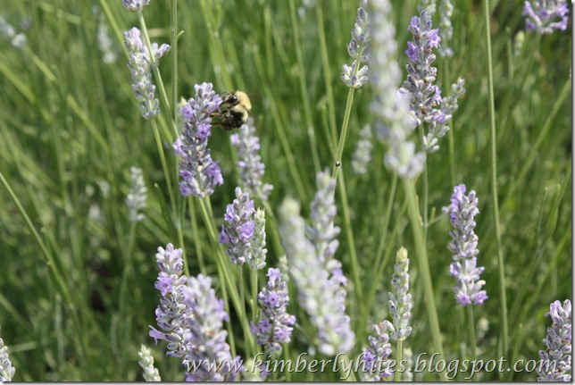 lavender (4)