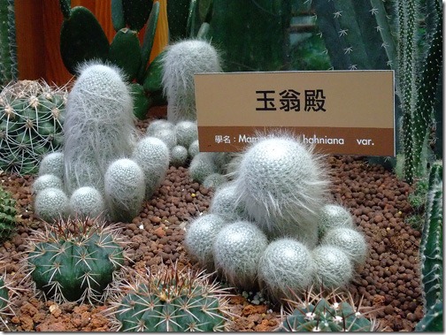 DSCF7231